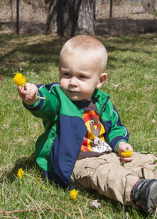Dandelions for Mommy